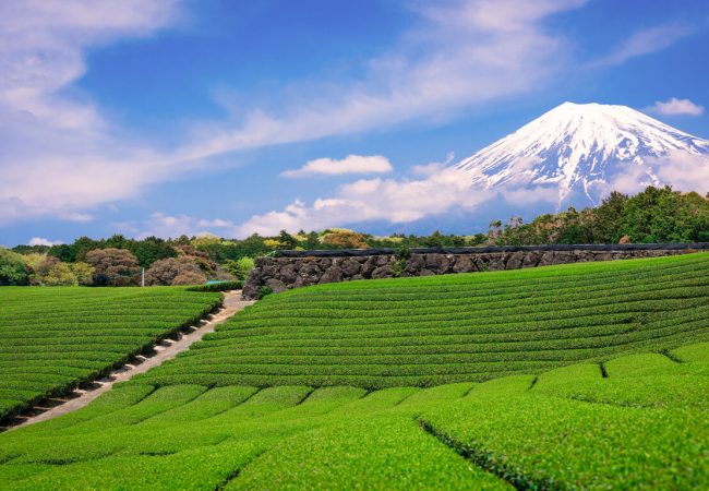 Fuji, Japan at Mt. Fuji and tea fields.
